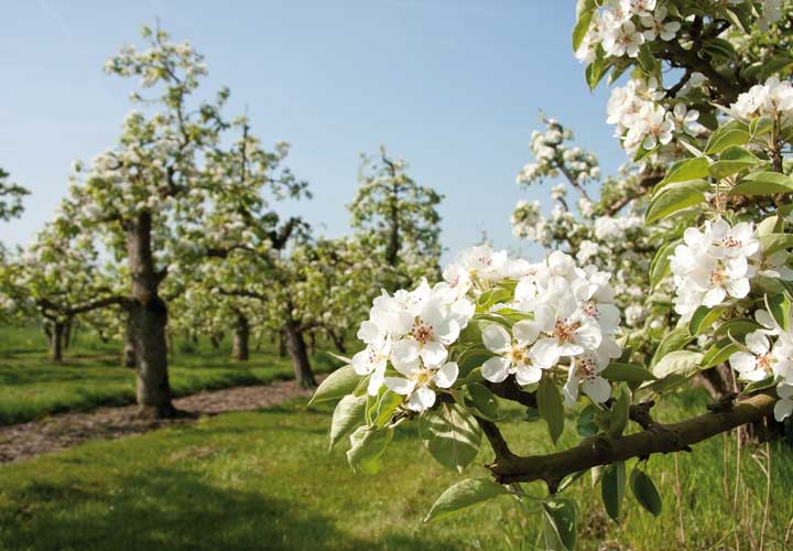 GR118 FRUITTEELT BEDRIJF EN VESTIGINGSSTAD BRIELLE