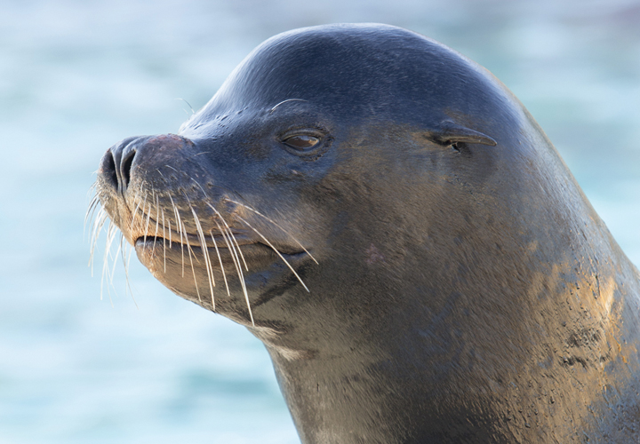 Oesterij in Yerseke en zeehondensafari