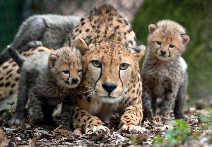 Burgers’ Zoo, Bush en Safari