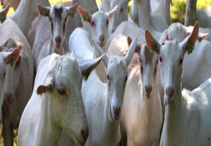 GR18 GEITENBOERDERIJ en BOKKENRIJDERSROUTE MET KASTEELBROUWERIJ