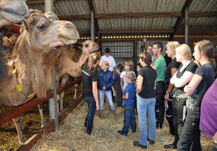 Kamelenboerderij en de Peel