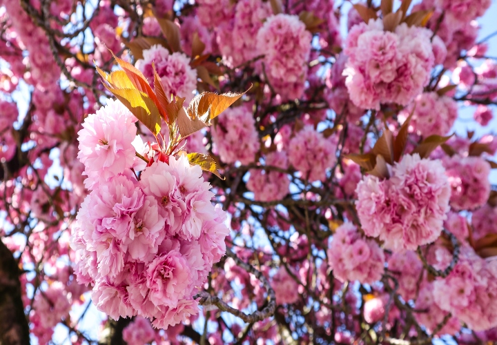 Kersenbloesems Bonn